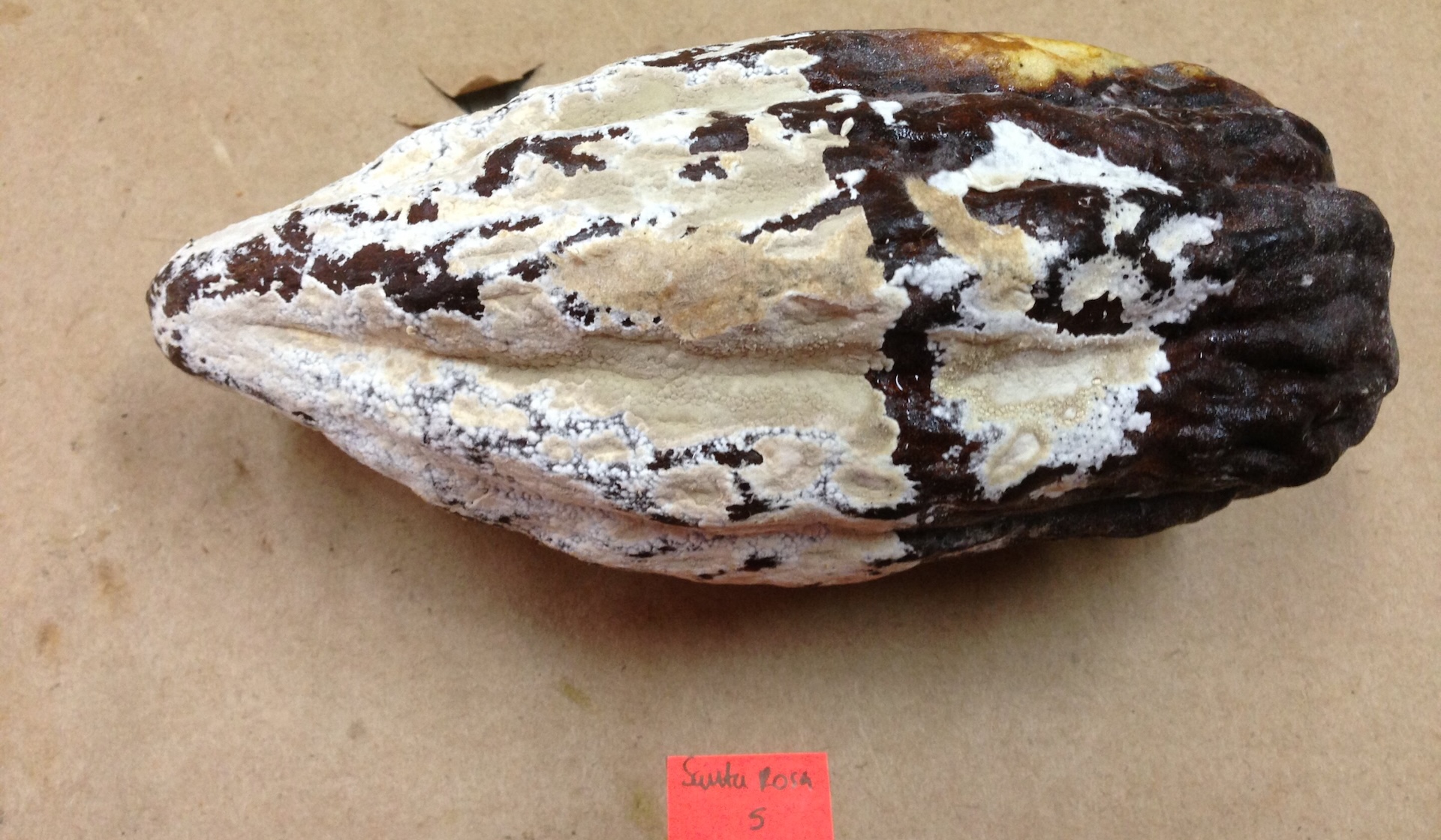 New cocoa treatment may protect Latin American farms from a fungus that destroys 80% of crops