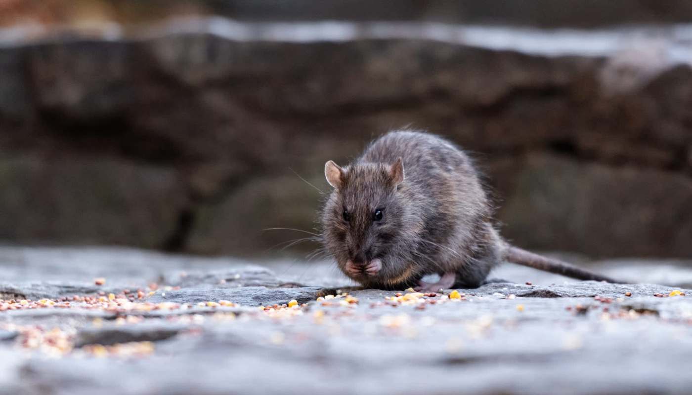 A rat foraging on the ground.