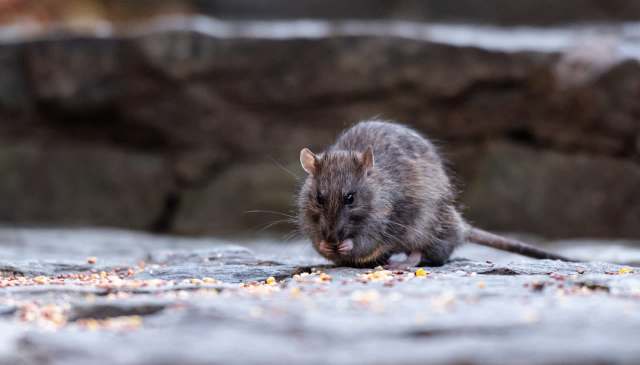 A rat foraging on the ground.