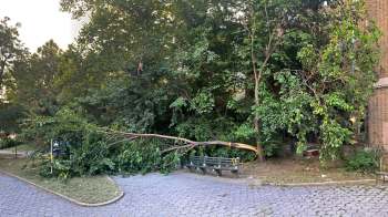 A fallen tree branch rests near a bench in a park with dense foliage.