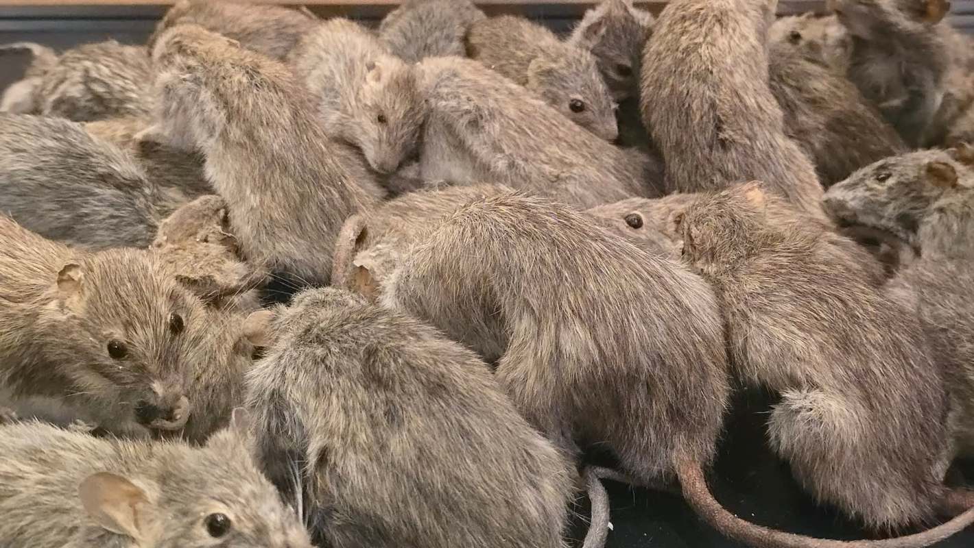 Rats clustered together.