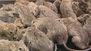 Rats clustered together.