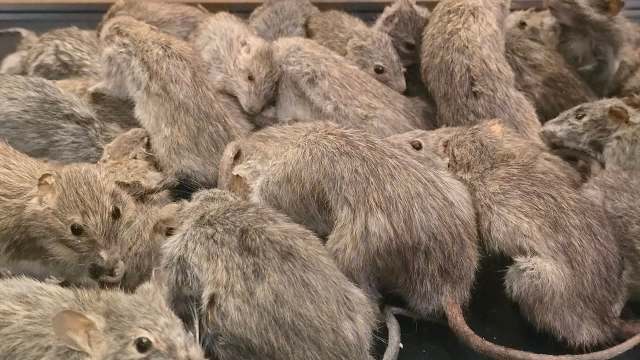 Rats clustered together.
