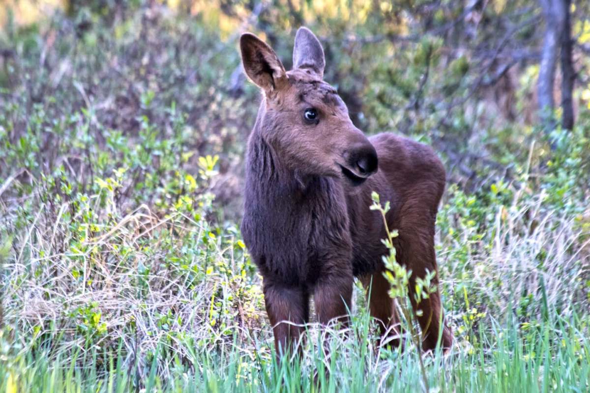 A young moose.