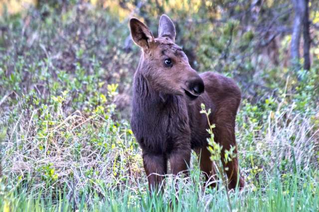 A young moose.