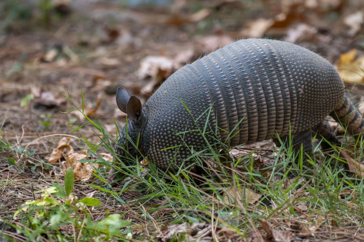 A nine-banded armadillo.