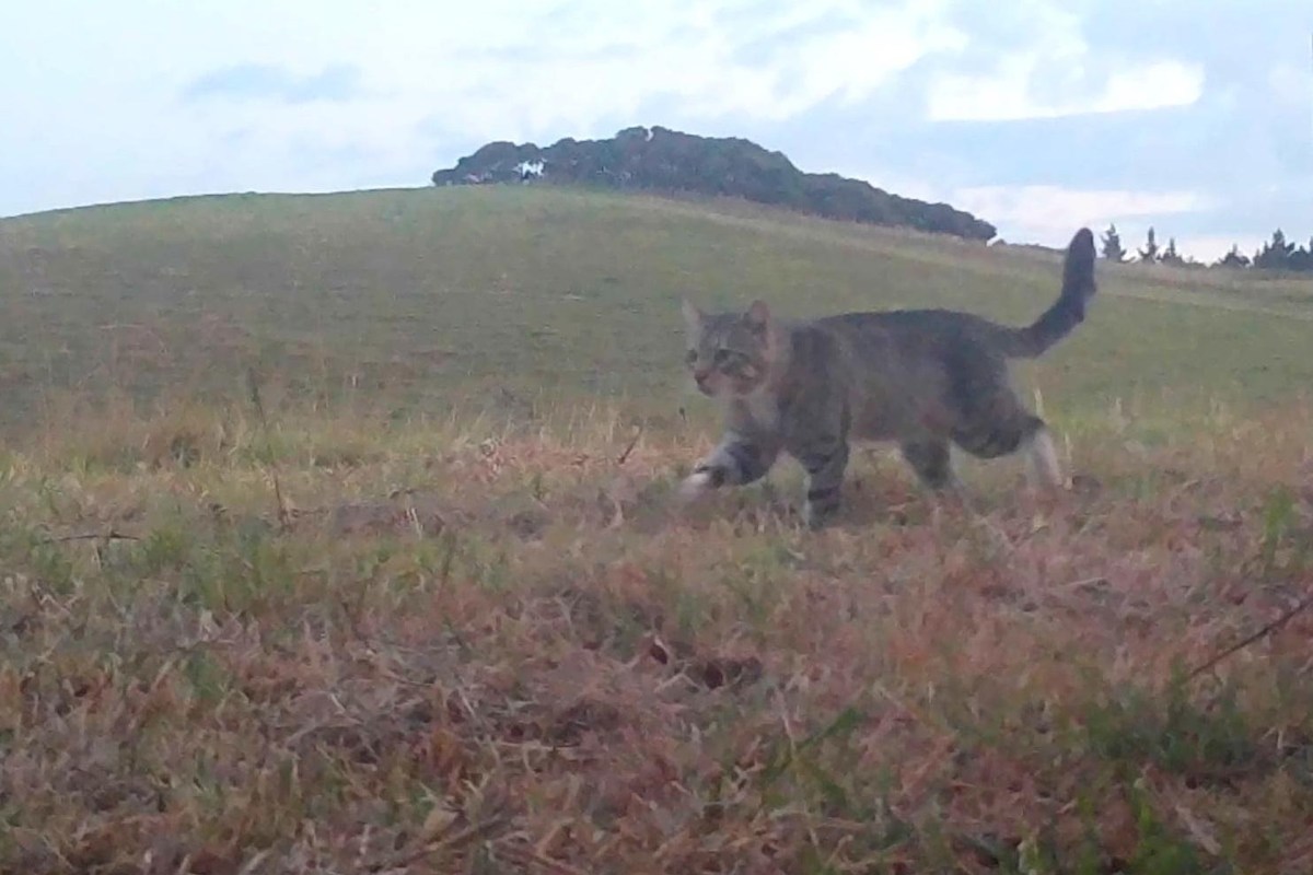 A cat walks through a grassy field with a hill in the background.