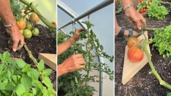A gardener tending to tomato plants.