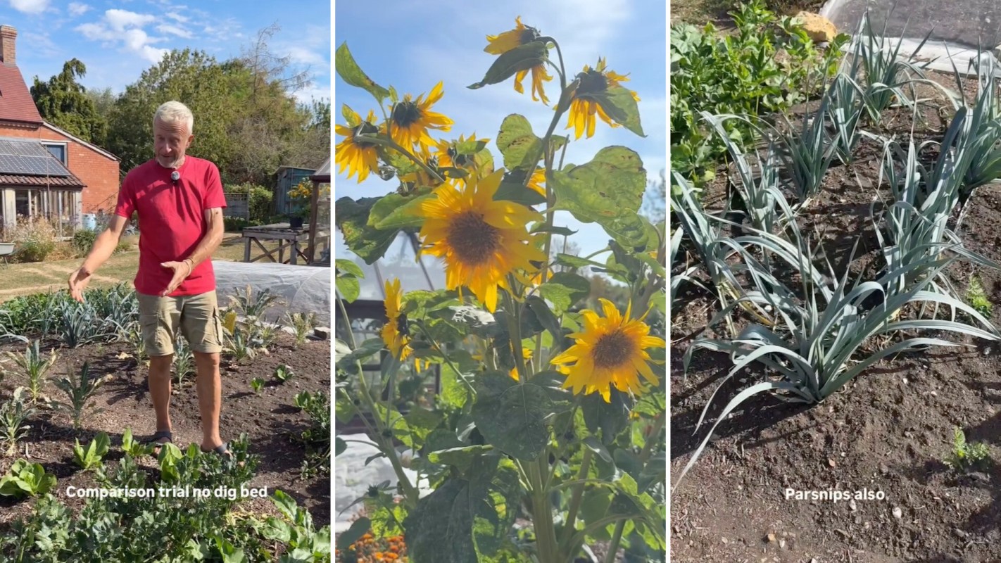 A person gestures in a garden with vegetables and sunflowers under a bright sky.