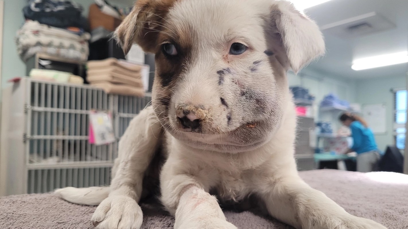 A puppy with a swollen jaw lies on a table in an animal care setting.