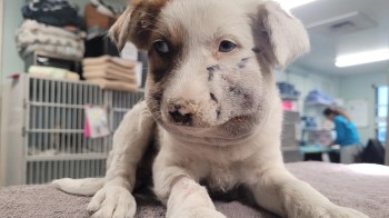 A puppy with a swollen jaw lies on a table in an animal care setting.