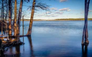 Trees along the edge of a calm river with a bridge visible in the distance under a clear blue sky.