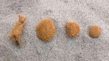 Four clumps of brown seagrass arranged in a row on a sandy surface.