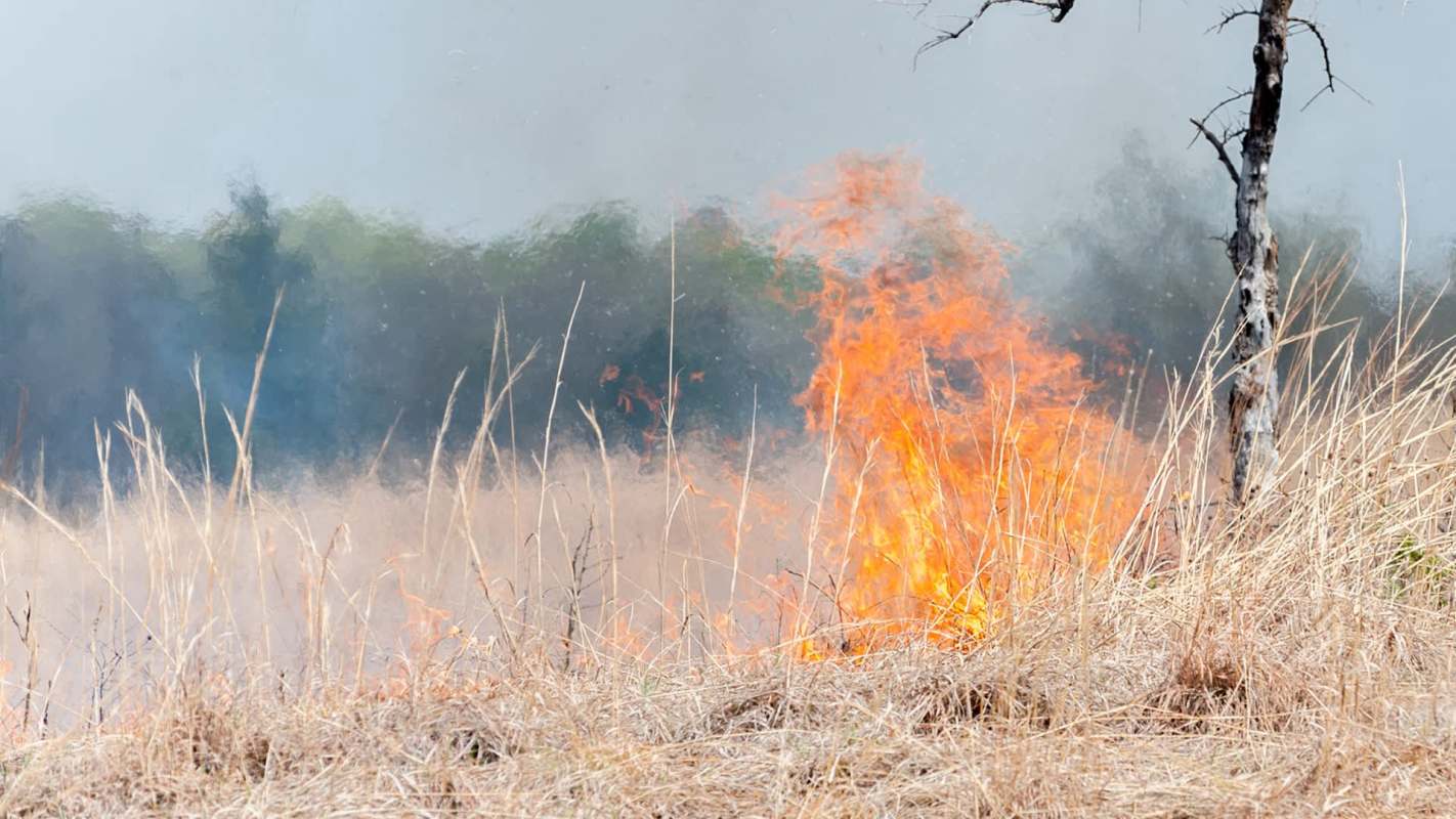 Flames engulf dry grass near a small tree, with smoke rising in the background.