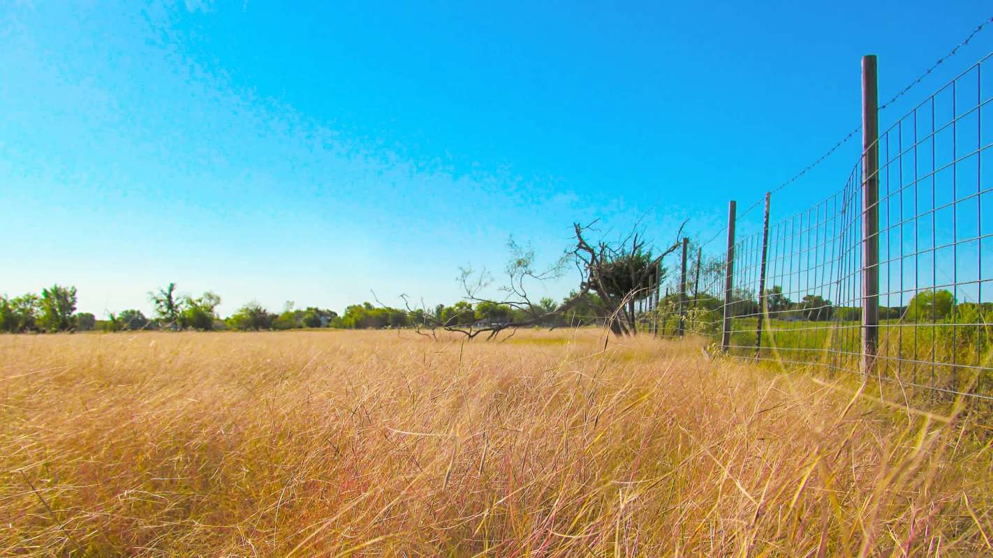 A field of tall grass.