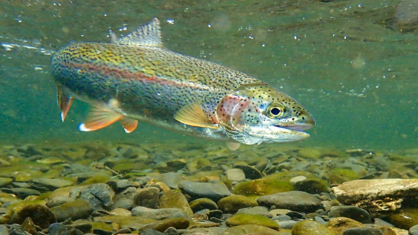 A rainbow trout swimming underwater near pebbles and stones.