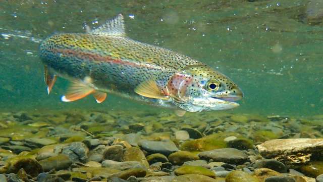 A rainbow trout swimming underwater near pebbles and stones.