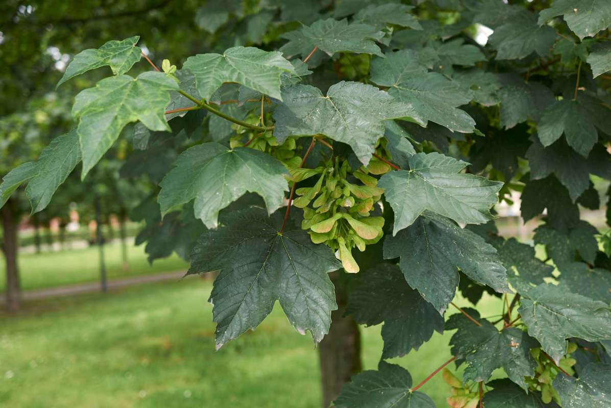 Green maple leaves with clusters of seed pods among them.