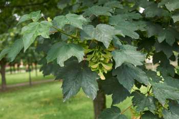 Green maple leaves with clusters of seed pods among them.