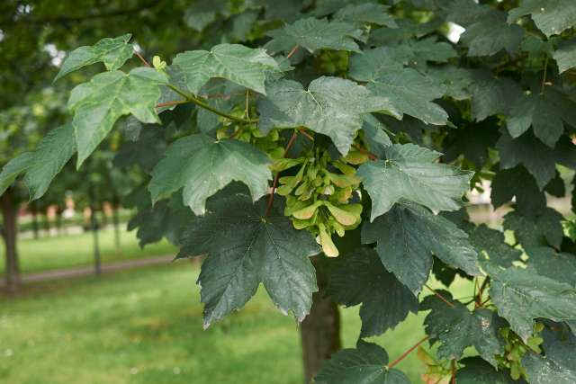 Green maple leaves with clusters of seed pods among them.