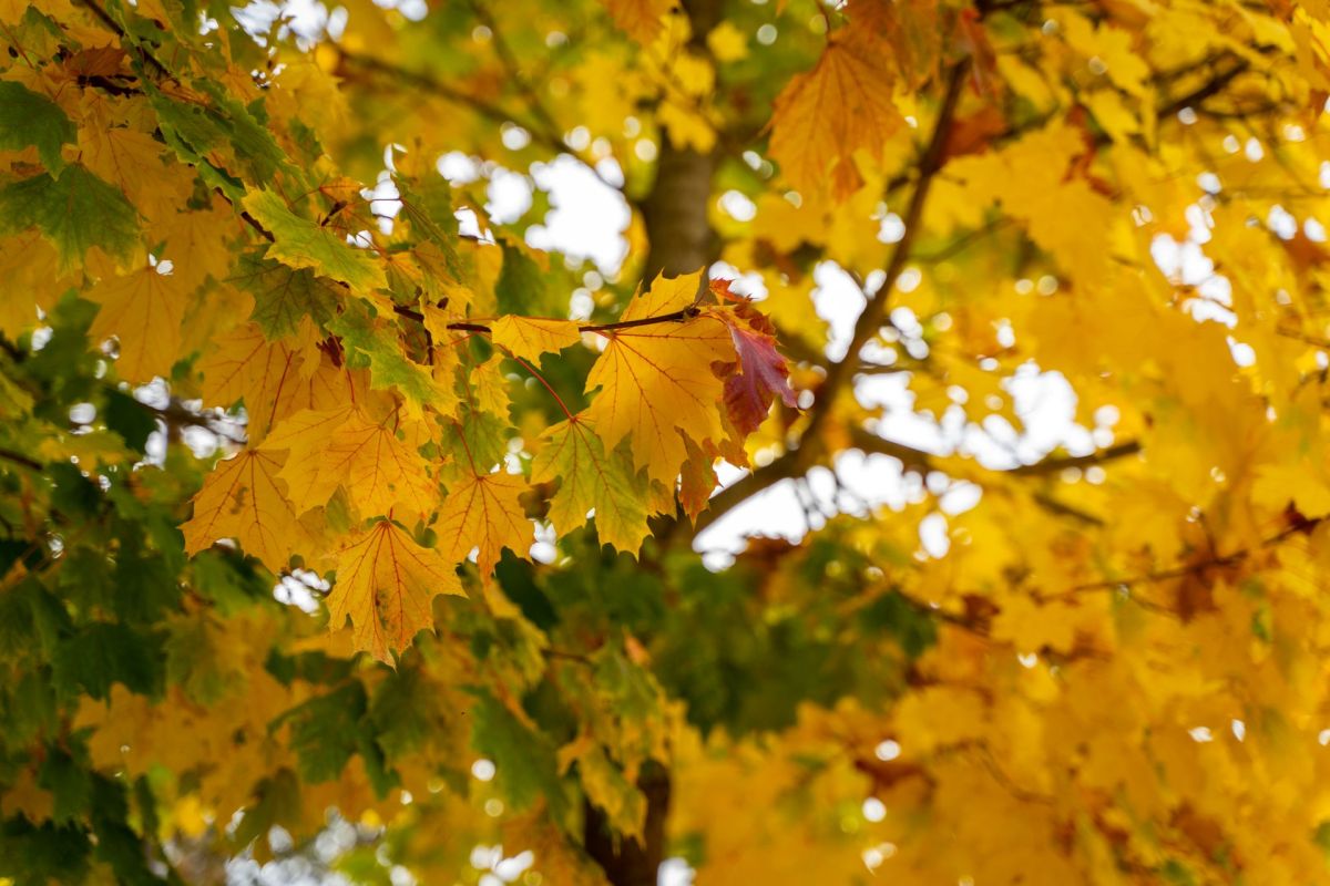 A Norway maple tree.