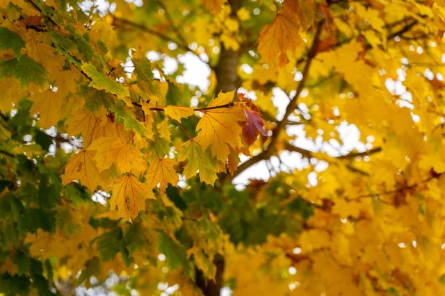 A Norway maple tree.