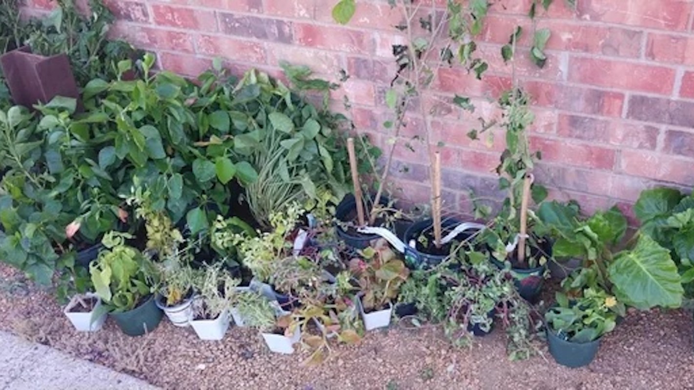 Potted plants.