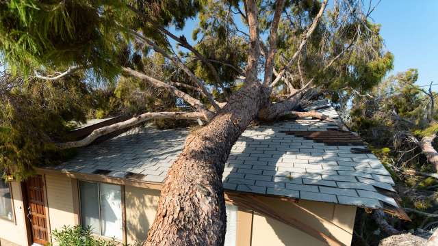 A large tree rests on the roof of a house, damaging the shingles and structure.