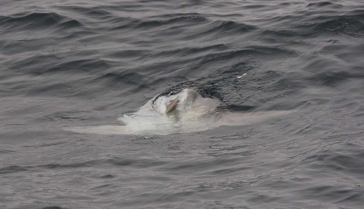 A fish breaching the surface of dark ocean waters.