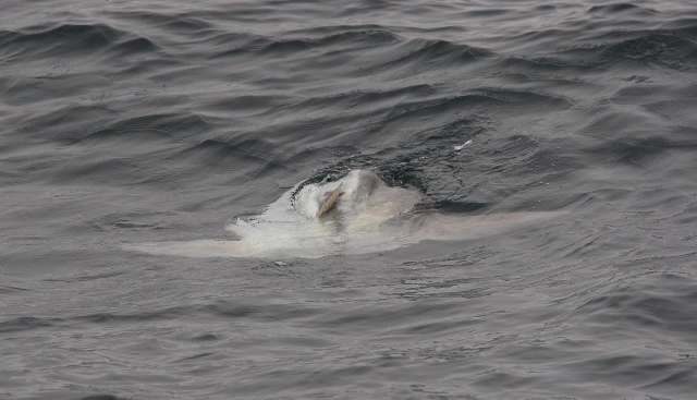 A fish breaching the surface of dark ocean waters.
