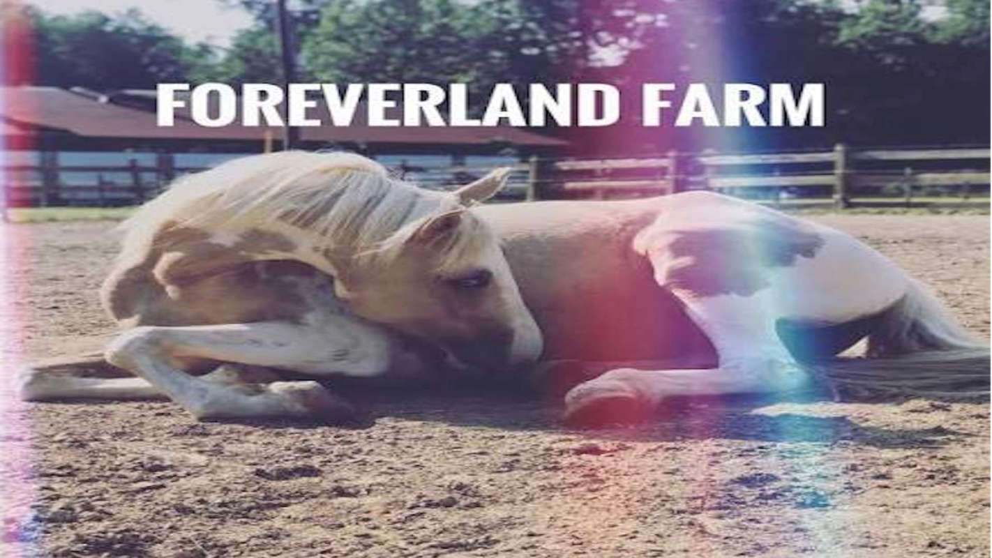 A horse lying on the ground at a farm.
