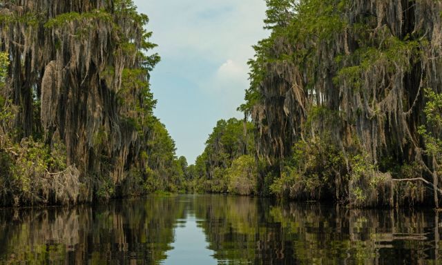 The Okefenokee Swamp in Georgia.