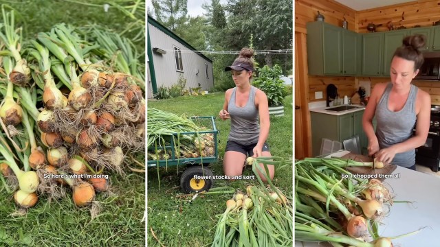 A person sorts and chops freshly harvested onions in a garden and kitchen setting.