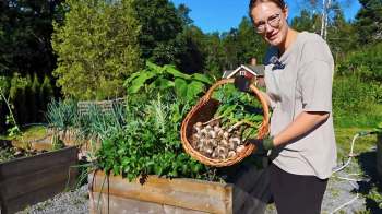 A person holds a basket of harvested garlic in a garden with various plants and a small building in the background.