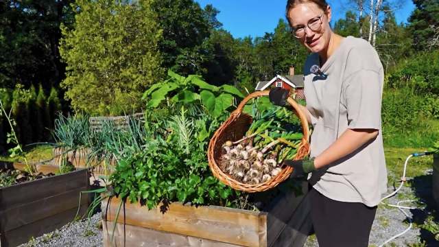 A person holds a basket of harvested garlic in a garden with various plants and a small building in the background.