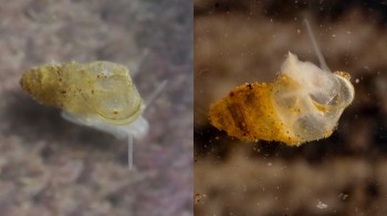 Two snails, one light-colored and one darker, suspended in water with fine particles surrounding them.