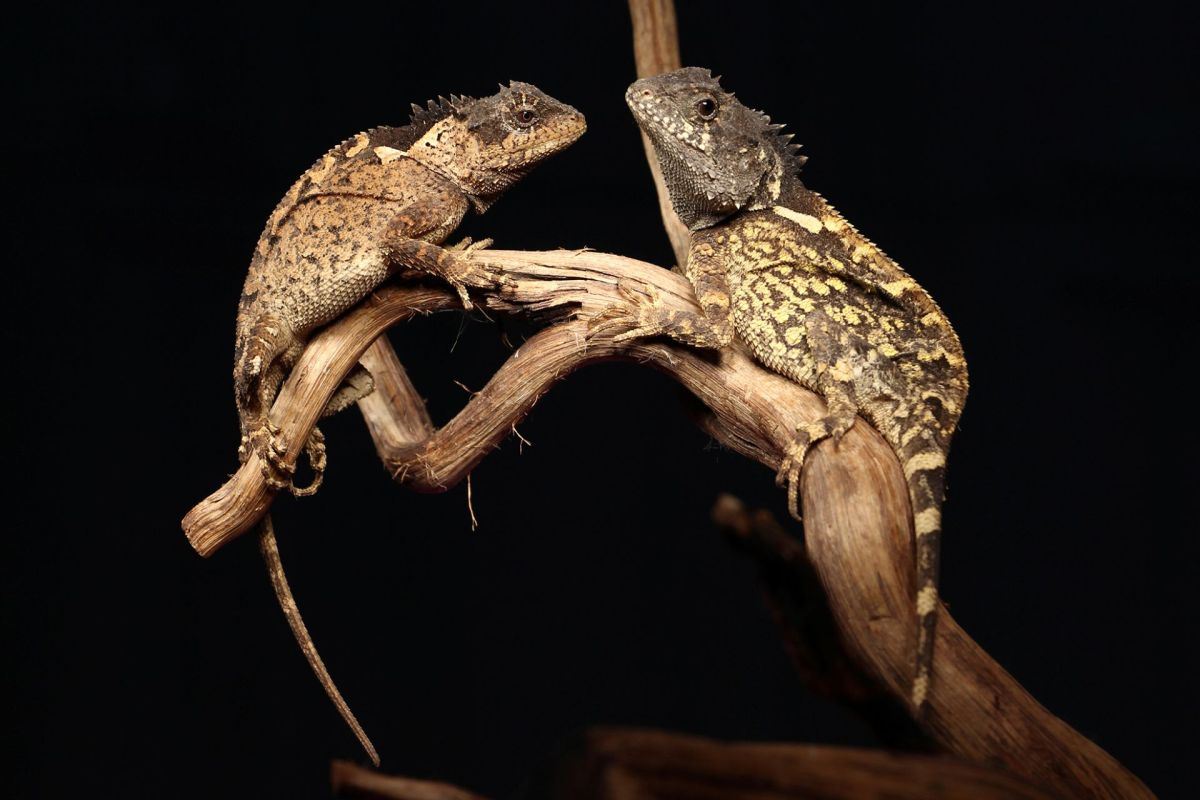 Two Acanthosaura syrax sp. nov., a new species of mountain horned dragon.