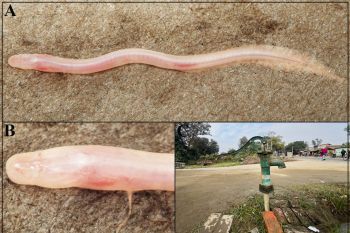 Gangaichthys indonepalicus, a subterranean earthworm eel.