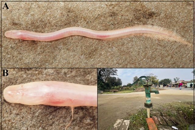 Gangaichthys indonepalicus, a subterranean earthworm eel.