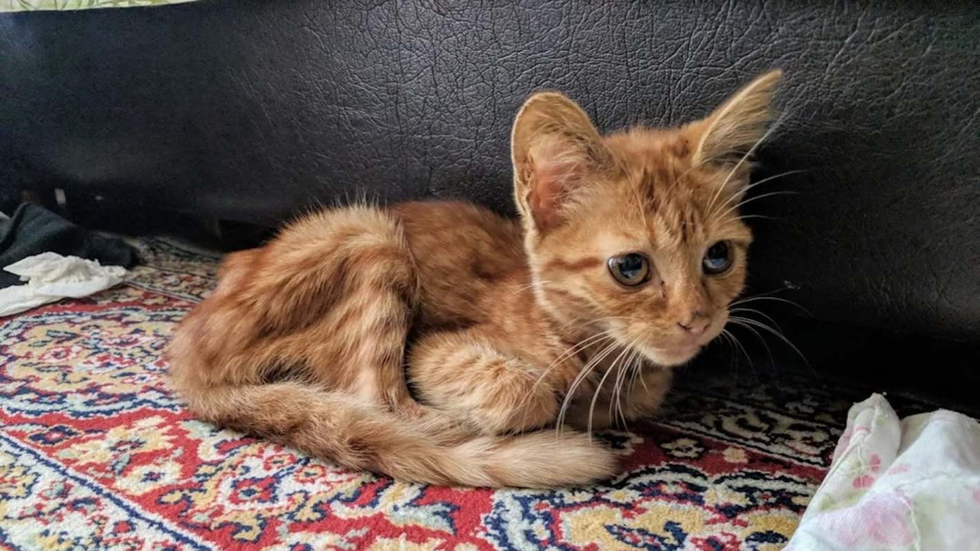 An orange kitten resting on a patterned rug next to a black piece of furniture.