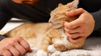 A person pets a sleeping orange cat on a soft surface.