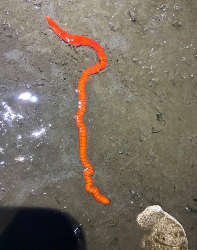 A bright orange worm. 