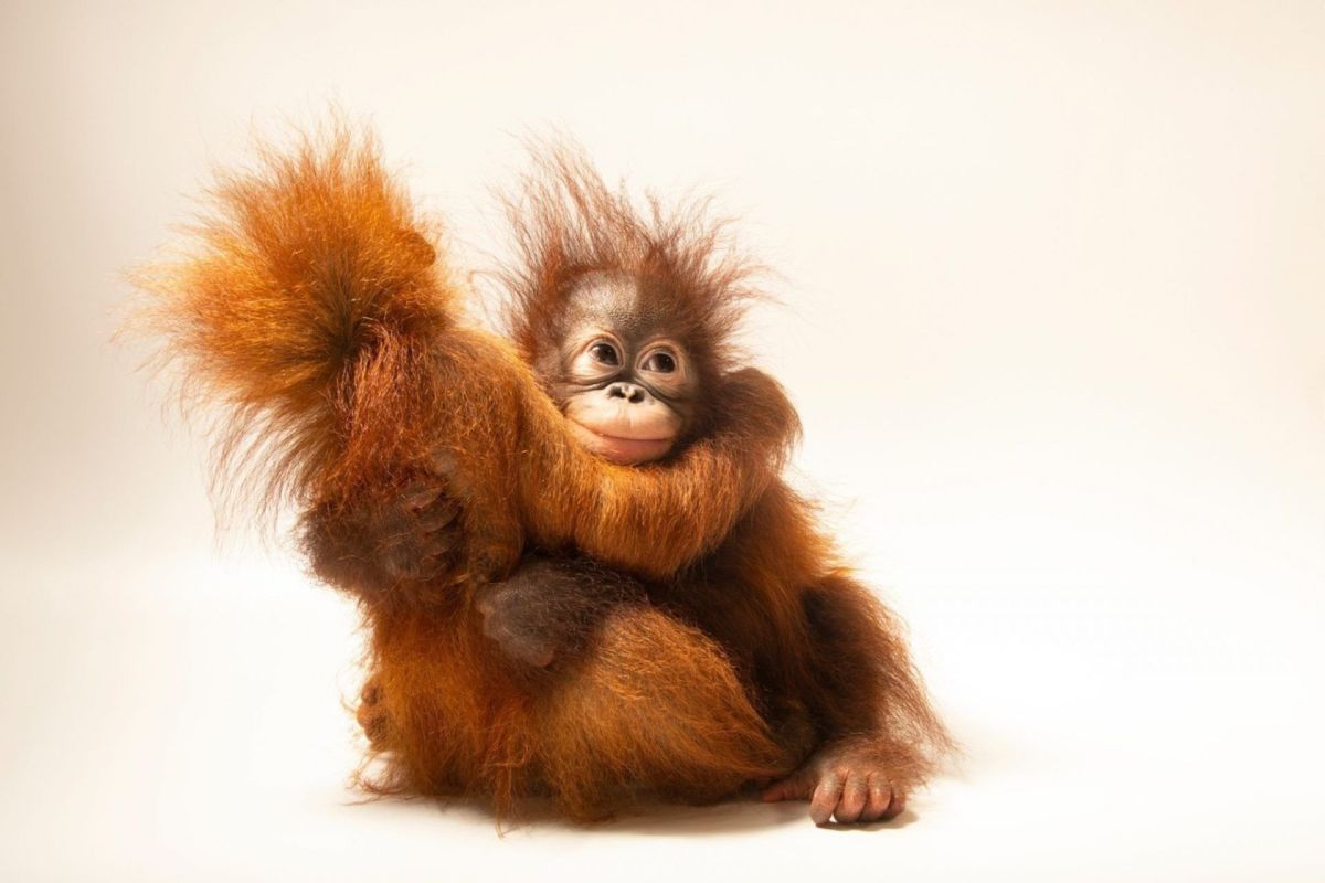 A baby orangutan.