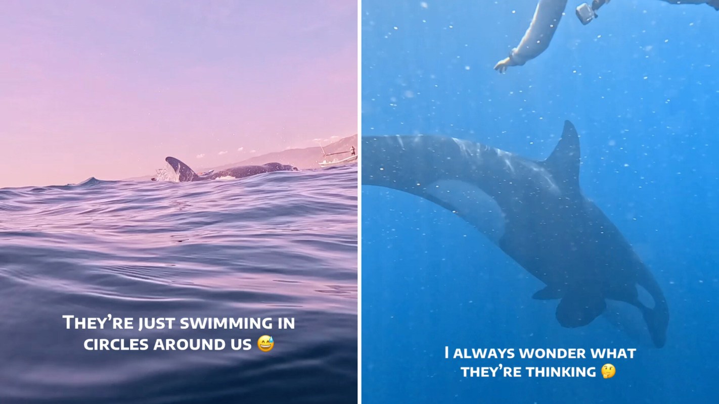 Orcas swim near people snorkeling.