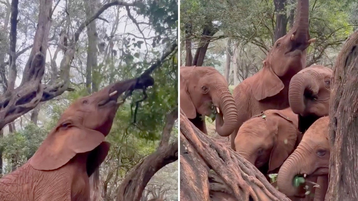 An elephant lowering tree branches for calves.