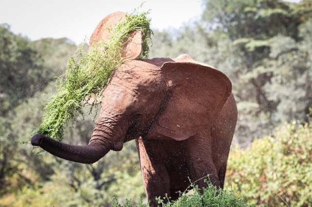 Talek the elephant playing with greenery.