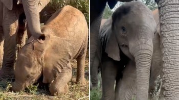 Two elephants, one partially visible, with a young elephant kneeling on the ground.