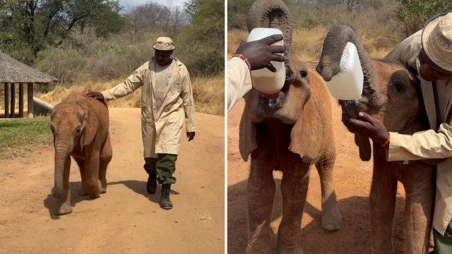 A person guides a baby elephant while another feeds it with a bottle in a natural setting.