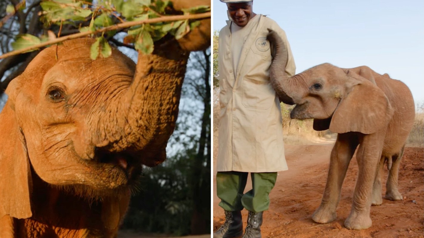 An elephant interacts with a caretaker on a dirt path, surrounded by trees.