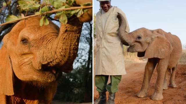 An elephant interacts with a caretaker on a dirt path, surrounded by trees.